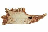 Fossil Rodent (Cricetodon?) Jaw - France #218462-1